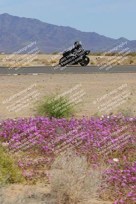 media/Mar-12-2023-SoCal Trackdays (Sun) [[d4c8249724]]/Turn 15 Inside Bloom (130pm)/